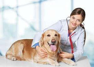 Как будут работать ветеринарные клиники Москвы с 1 по 10 мая 